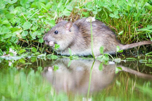 (灭鼠先锋的正确玩法)如何正确使用灭鼠先锋,打造无鼠环境,防鼠安全有妙招 (灭鼠先锋的正确玩法)如何正确使用灭鼠先锋,打造无鼠环境,防鼠安全有妙招