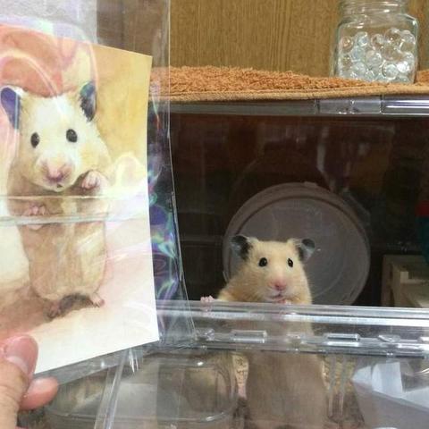 (漫画仓鼠图片大全可爱)漫画里的顽皮萌宠仓鼠：日常养护小窍门大揭秘