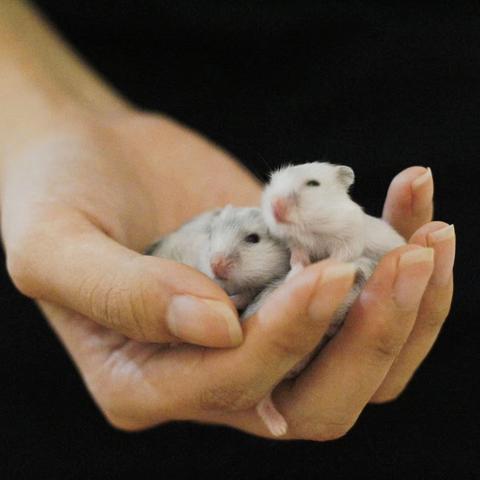 (漫画仓鼠图片大全可爱)漫画里的顽皮萌宠仓鼠：日常养护小窍门大揭秘