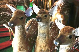 (鹿的装饰品该怎么放在家)如何进行非常普通的鹿安装？从选材到细节，一步步教你完成！