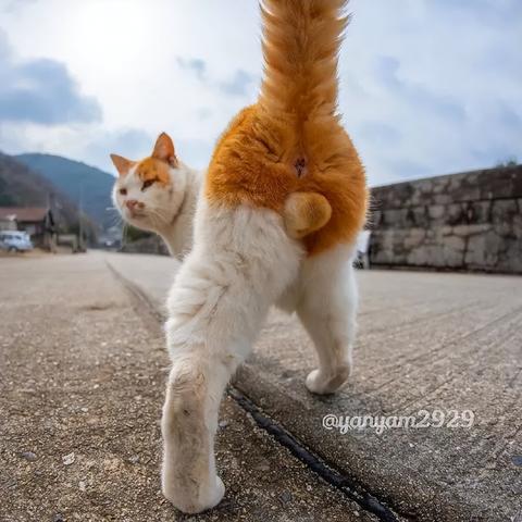 全面攻略：如何高效狂点妖妖灵，提升角色实力与游戏体验的终极指南