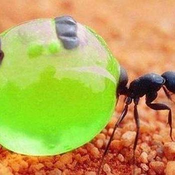 哪些类似蚂蚁部落大作战的游戏能让你像一只小蚂蚁一样体验生存竞争？