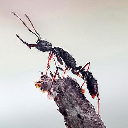哪些类似蚂蚁部落大作战的游戏能让你像一只小蚂蚁一样体验生存竞争？