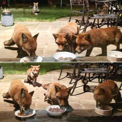 (狐狸主题餐厅)探寻新众多的回忆食堂：狐狸饭背后的故事与情感