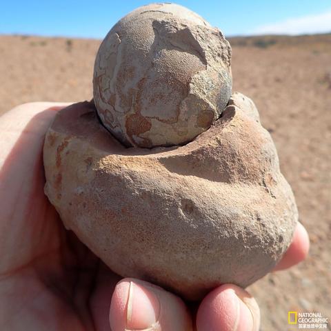 (幼儿了解恐龙)5-6岁儿童如何更好地了解恐龙的知识? (幼儿了解恐龙)5-6岁儿童如何更好地了解恐龙的知识?