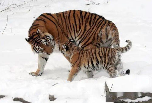 遭遇野生东北虎时的正确应对策略:保护生命和规避危险的实用指南 遭遇野生东北虎时的正确应对策略:保护生命和规避危险的实用指南