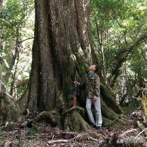 (逐鹿单机下载手机版,开启激烈的狩猎之旅模式)逐鹿单机下载手机版，开启激烈的狩猎之旅