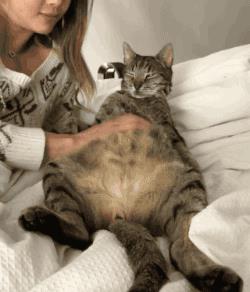 (吸猫会不会对身体不好)每次吸猫都带来意外的感觉，让你沉醉其中无法自拔