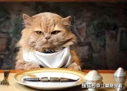 (吸猫会不会对身体不好)每次吸猫都带来意外的感觉，让你沉醉其中无法自拔