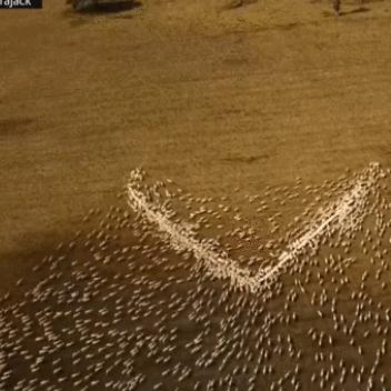 (食材溯源)溯源在哪里: 从农田到餐桌，追寻食物的起源和行程在哪里呢？