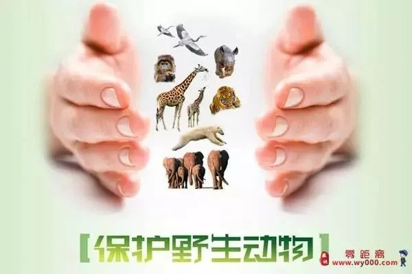 探讨以德服人雷老虎的道德驯服艺术：以环境友好与人类和谐为基础的野生动物保护点滴实践