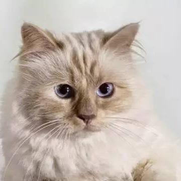 (喵星俱乐部)喵星联盟阵容搭配：打造最强团队，征战宇宙战场！