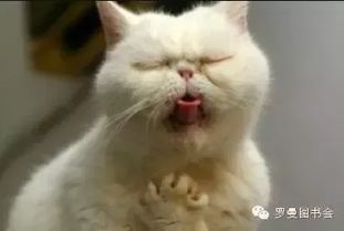 (亲猫咪的嘴巴,猫咪心理反应)“亲吻猫咪嘴巴的注意事项：这样做对猫咪健康有影响吗？”