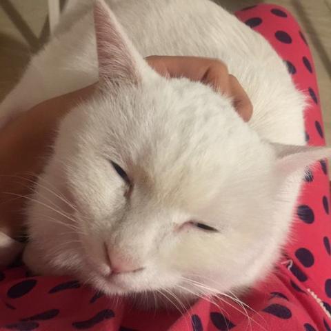 消除萌怪大作战最强搭配解析：如何运用策略配合角色技能达到最优战斗效果