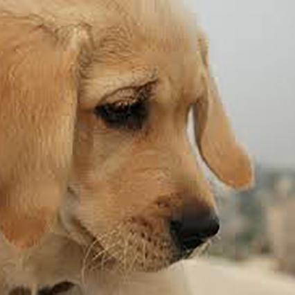 为什么我的笔记本电脑突然静音了？你应该知道的笔记本电脑失声原因