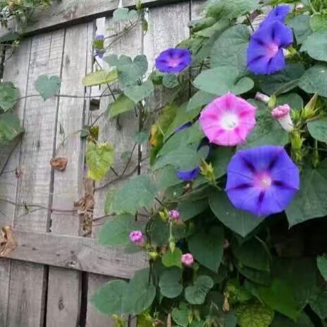 在繁星点点的夜晚，探寻我那个充满生机的花园：蟋蟀的合唱，难忘夏夜的音符