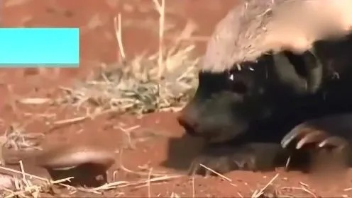 (平头哥打斗视频)平头哥大作战：神奇宝贝争霸战，挑战精灵世界的极限！