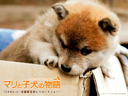 柴犬侠客：可爱外表下的英雄之心，拥有无限忠诚和勇气的小狗英雄。