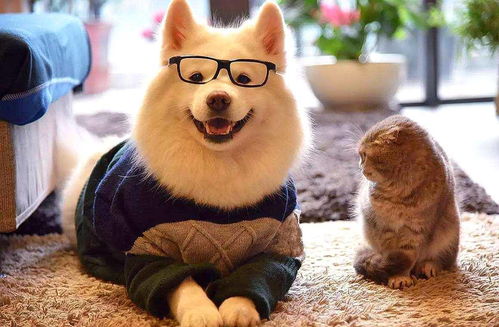 柴犬侠客：可爱外表下的英雄之心，拥有无限忠诚和勇气的小狗英雄。