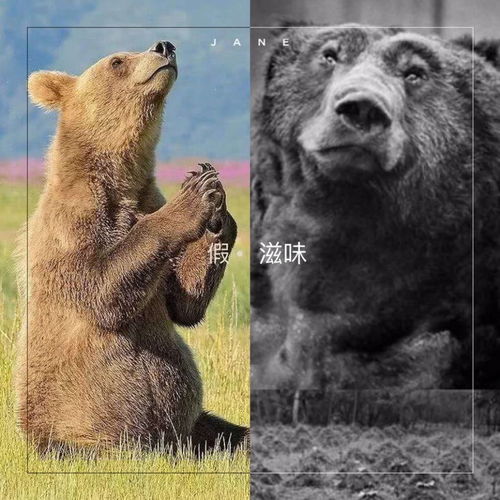 (了解树懒)探索树懒acc：它们的生活习性、栖息地和保护现状全面解读