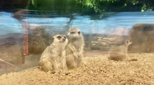 (了解树懒)探索树懒acc:它们的生活习性、栖息地和保护现状全面解读 (了解树懒)探索树懒acc:它们的生活习性、栖息地和保护现状全面解读