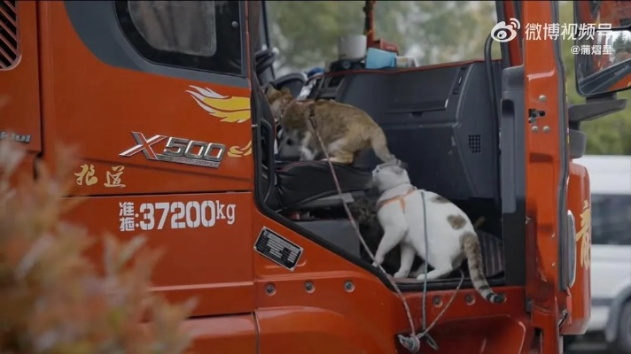 (猫猫车图片)2023年猫猫列车时刻表发布！快来查看最新消息！