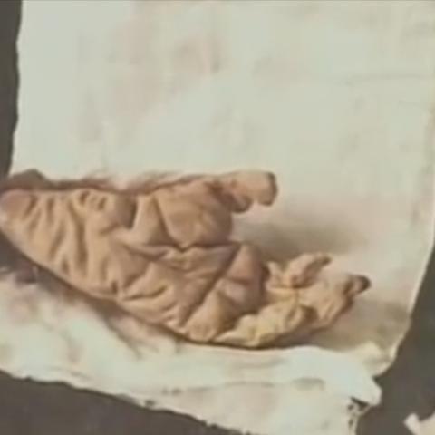 (生存战争2下载野人版中文版)探讨人性边界：生存战争2带来更多惊心动魄的求生之旅