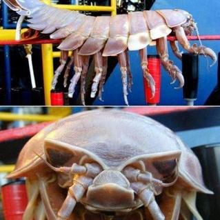 (未变异者下载)未变异者1内置菜单的功能和使用方法详解