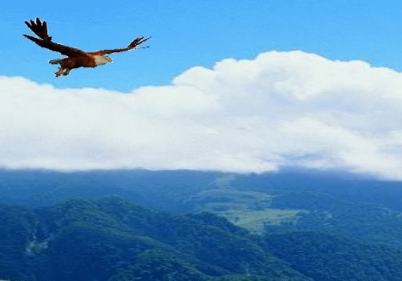 (振翅飞翔同义词)振翅高飞:探索类似鹰击长空的壮丽游戏世界