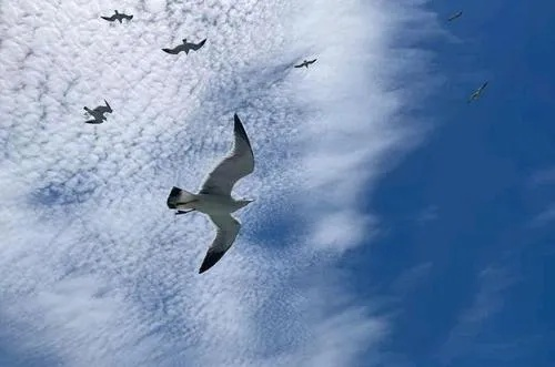 (振翅飞翔同义词)振翅高飞：探索类似鹰击长空的壮丽游戏世界