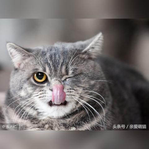 (哈字成语大全四个字)探索汉字之美：全面解析哈成语大全，领略语言的魅力与智慧