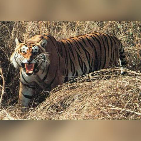 探秘世界顶级手游《动物王者国际服》：百兽争霸，震撼你的王者之心