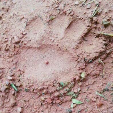 (动画大电影熊出没原始时代)原始时代熊出没：古老的危险重新现身，人类与野兽的生死交锋