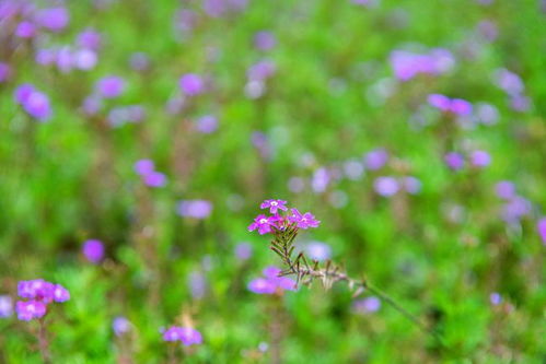 探寻人间绘卷之美:沉浸式游戏体验带来的神奇之旅