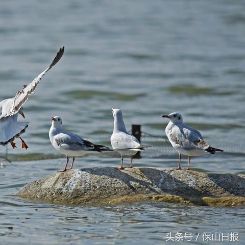 (这城有点田下载)这城有点田什么时候上线?全网关注的最新动态与游戏特色解析 (这城有点田下载)这城有点田什么时候上线?全网关注的最新动态与游戏特色解析