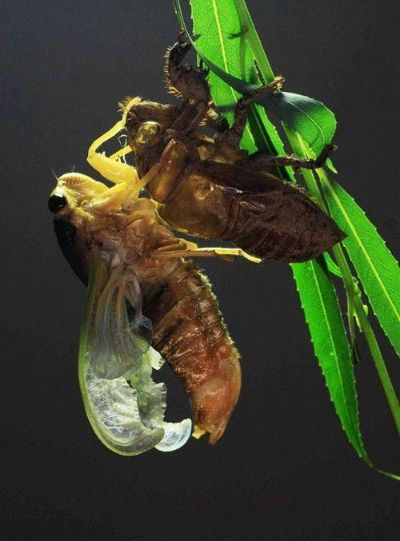 (金蝉脱壳的解密)揭秘金蝉脱壳之谜:历史疑案解析与推理排解