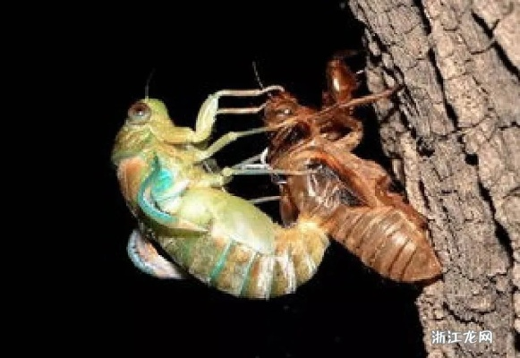 (金蝉脱壳的解密)揭秘金蝉脱壳之谜:历史疑案解析与推理排解 (金蝉脱壳的解密)揭秘金蝉脱壳之谜:历史疑案解析与推理排解