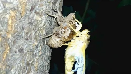 (金蝉脱壳的解密)揭秘金蝉脱壳之谜:历史疑案解析与推理排解 (金蝉脱壳的解密)揭秘金蝉脱壳之谜:历史疑案解析与推理排解