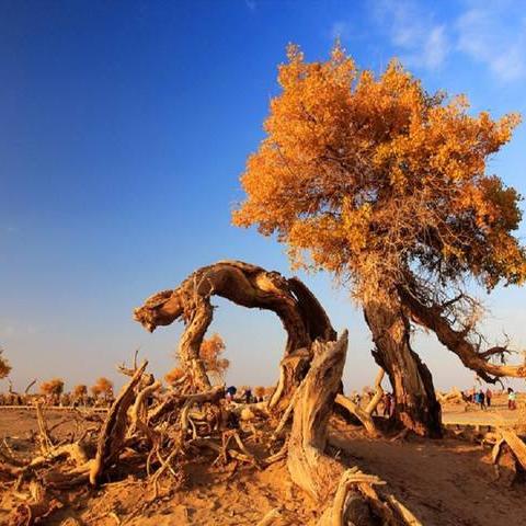 (苍茫的大漠是什么歌)在苍茫大漠中沉醉的唯美句子闪耀光芒 (苍茫的大漠是什么歌)在苍茫大漠中沉醉的唯美句子闪耀光芒