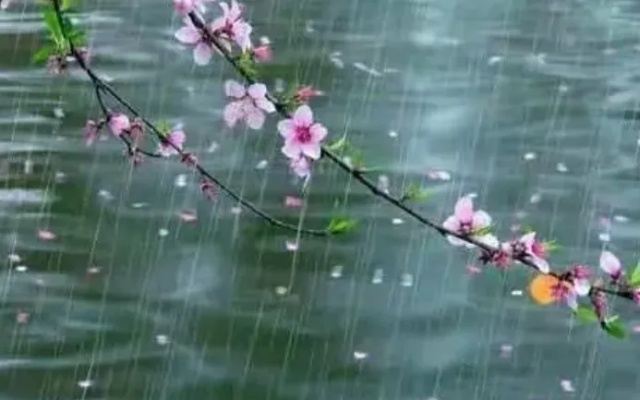 (在细雨里纷飞是什么歌)在细雨纷飞的春日中,感悟葬花吟的悲怆与生命的真谛