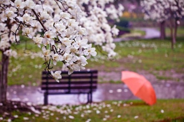 (在细雨里纷飞是什么歌)在细雨纷飞的春日中,感悟葬花吟的悲怆与生命的真谛 (在细雨里纷飞是什么歌)在细雨纷飞的春日中,感悟葬花吟的悲怆与生命的真谛