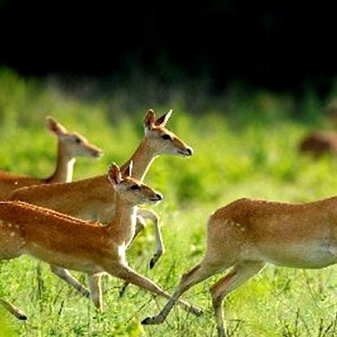 (孤岛危机1攻略图文攻略)孤岛危机1游戏详细攻略：精彩实战对战视频解说第四关攻略技巧