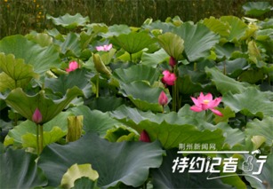 (荷花含苞绽放)荷花含苞欲放,芬芳散发如少女般娇媚动人