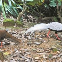 (一对天鹅是什么牌子)一对天鹅是什么意思?解读这对美丽大鸟象征着什么样的涵义? (一对天鹅是什么牌子)一对天鹅是什么意思?解读这对美丽大鸟象征着什么样的涵义?