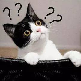 舒适安逸的猫咪旅店:为你的爱猫提供完美的假期体验与贴心呵护 舒适安逸的猫咪旅店:为你的爱猫提供完美的假期体验与贴心呵护