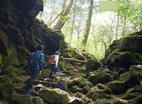 (幽深山洞探险记)探秘幽深森林:探寻神秘生物与遗失文明的梦幻之旅