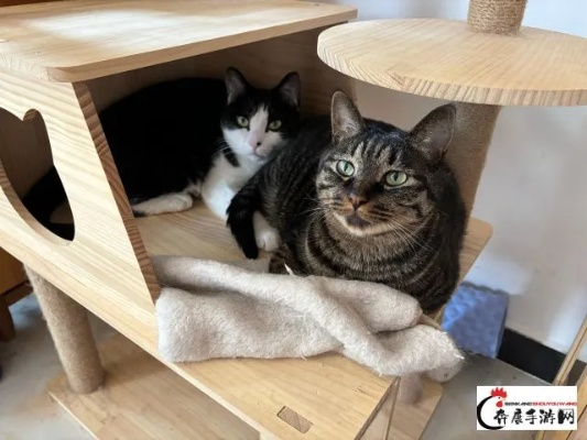 小院猫咪:小锋和小志的感情交织,揭秘它们之间的关系密切程度