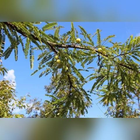 (王蓝莓幸福生活怎么赚经验)探索幸福生活之门:王蓝莓的游戏人生究竟隐藏了何种奥秘?