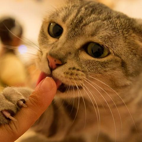 强行抱猫会被恨吗?专家揭秘:这样做可能会影响与猫咪的亲密关系 强行抱猫会被恨吗?专家揭秘:这样做可能会影响与猫咪的亲密关系