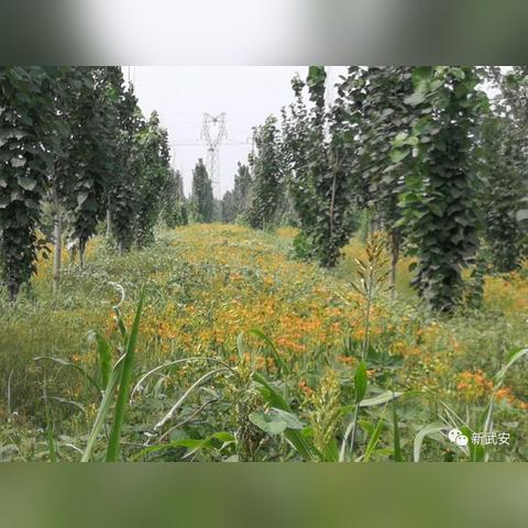 探寻盈利秘诀:部落崛起赚钱游戏中的攻略和策略的全面分析与研究